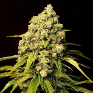 Trainwreck (Superwreck) Feminized Cannabis Seeds By Twenty20 Mendocino Twenty20 Mendocino