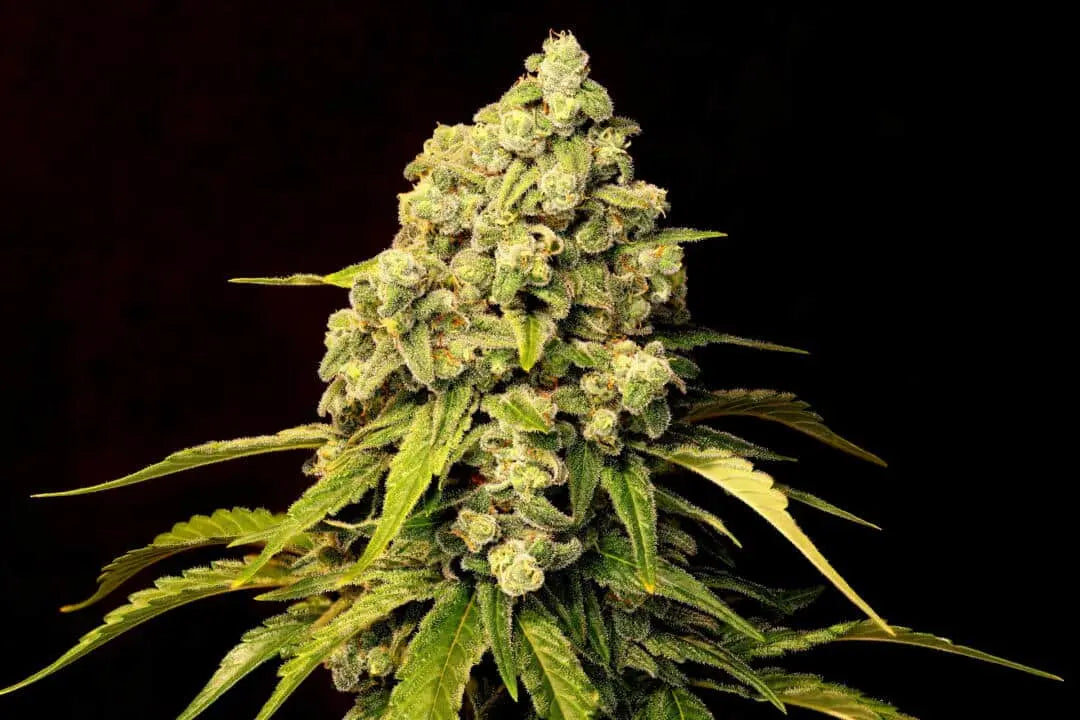 Trainwreck (Superwreck) Feminized Cannabis Seeds By Twenty20 Mendocino Twenty20 Mendocino