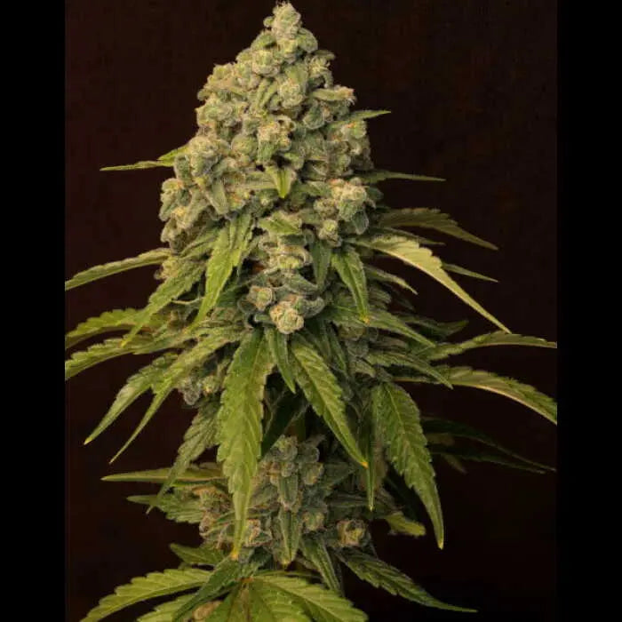 Trainwreck (Superwreck) Feminized Cannabis Seeds By Twenty20 Mendocino Twenty20 Mendocino