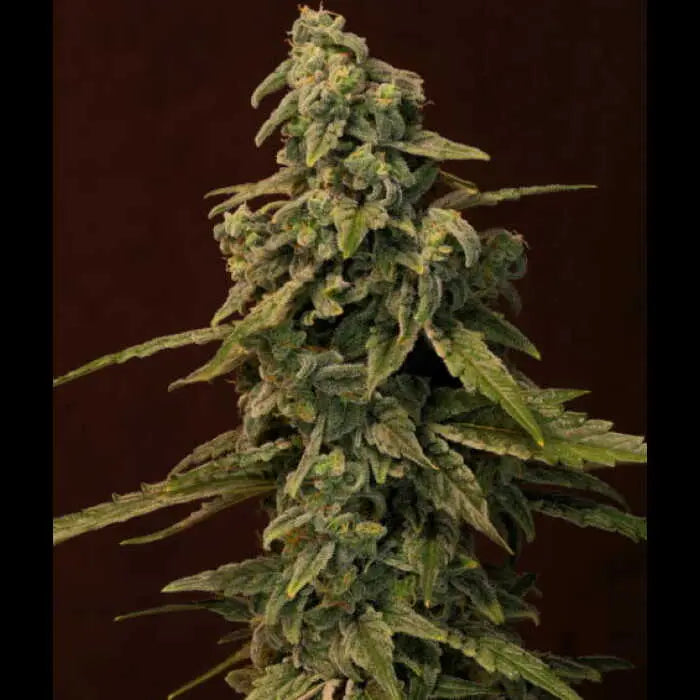 Trainwreck (Superwreck) Feminized Cannabis Seeds By Twenty20 Mendocino Twenty20 Mendocino