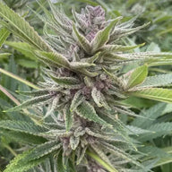 Trop Cherry Hydrox Feminized Cannabis Seeds By BigMike's Genetics BigMike's Genetics