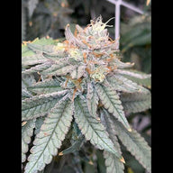 VSOP Feminized Cannabis Seeds By Twenty20 Mendocino Twenty20 Mendocino