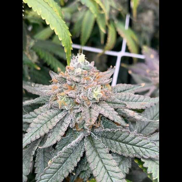 VSOP Feminized Cannabis Seeds By Twenty20 Mendocino Twenty20 Mendocino