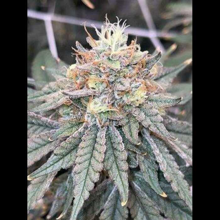 VSOP Feminized Cannabis Seeds By Twenty20 Mendocino Twenty20 Mendocino