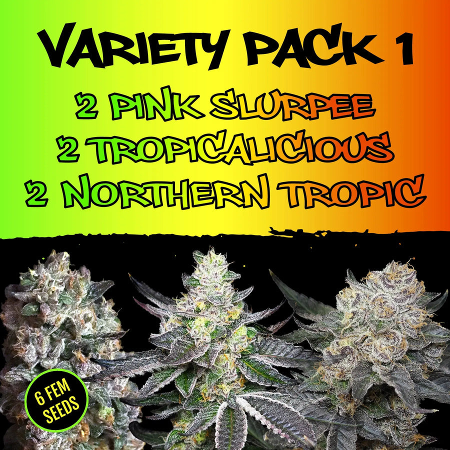 Variety Pack 1 By Elev8 Seeds 3 Types of Feminized Cannabis Seeds Elev8 Seeds