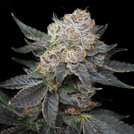 Variety Pack 1 By Elev8 Seeds 3 Types of Feminized Cannabis Seeds Elev8 Seeds
