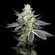 Variety Pack 1 By Elev8 Seeds 3 Types of Feminized Cannabis Seeds Elev8 Seeds