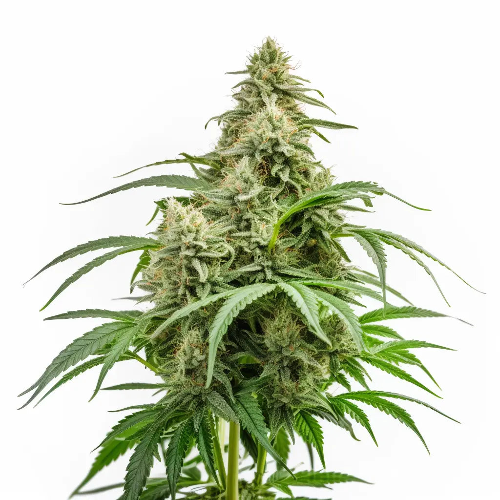White Banner Feminized Cannabis Seeds By Crop King Seeds Crop King Seeds