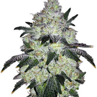 White Cookies Feminized Cannabis Seeds By Crop King Seeds Crop King Seeds