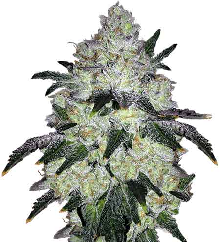 White Cookies Feminized Cannabis Seeds By Crop King Seeds Crop King Seeds