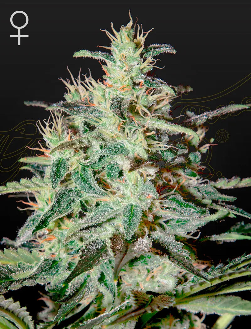 White Lemon Feminized Cannabis Seeds By Green House Seed Co. Green House Seed Co.