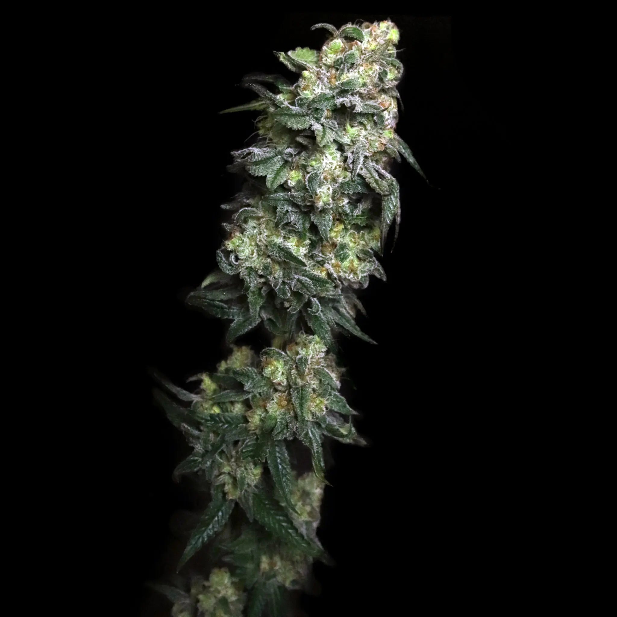 White Serpent Feminized Cannabis Seeds By Elev8 Seeds Elev8 Seeds