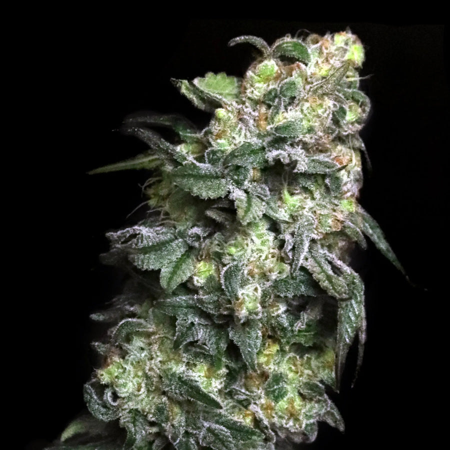 White Serpent Feminized Cannabis Seeds By Elev8 Seeds Elev8 Seeds