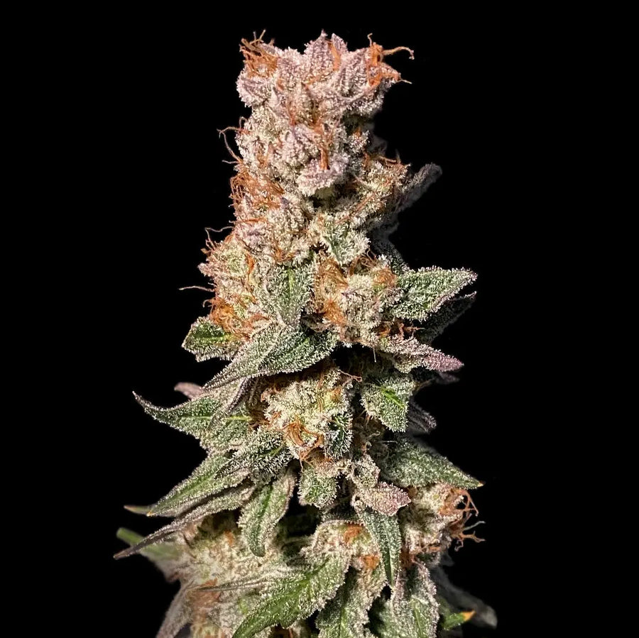 Xhale Feminized Cannabis Seeds By Elev8 Seeds Elev8 Seeds